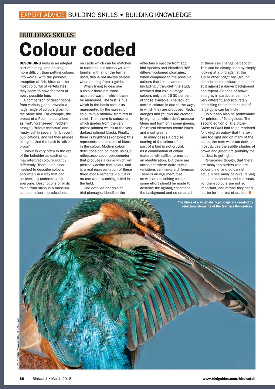 Birdwatch Magazine Preview Pages