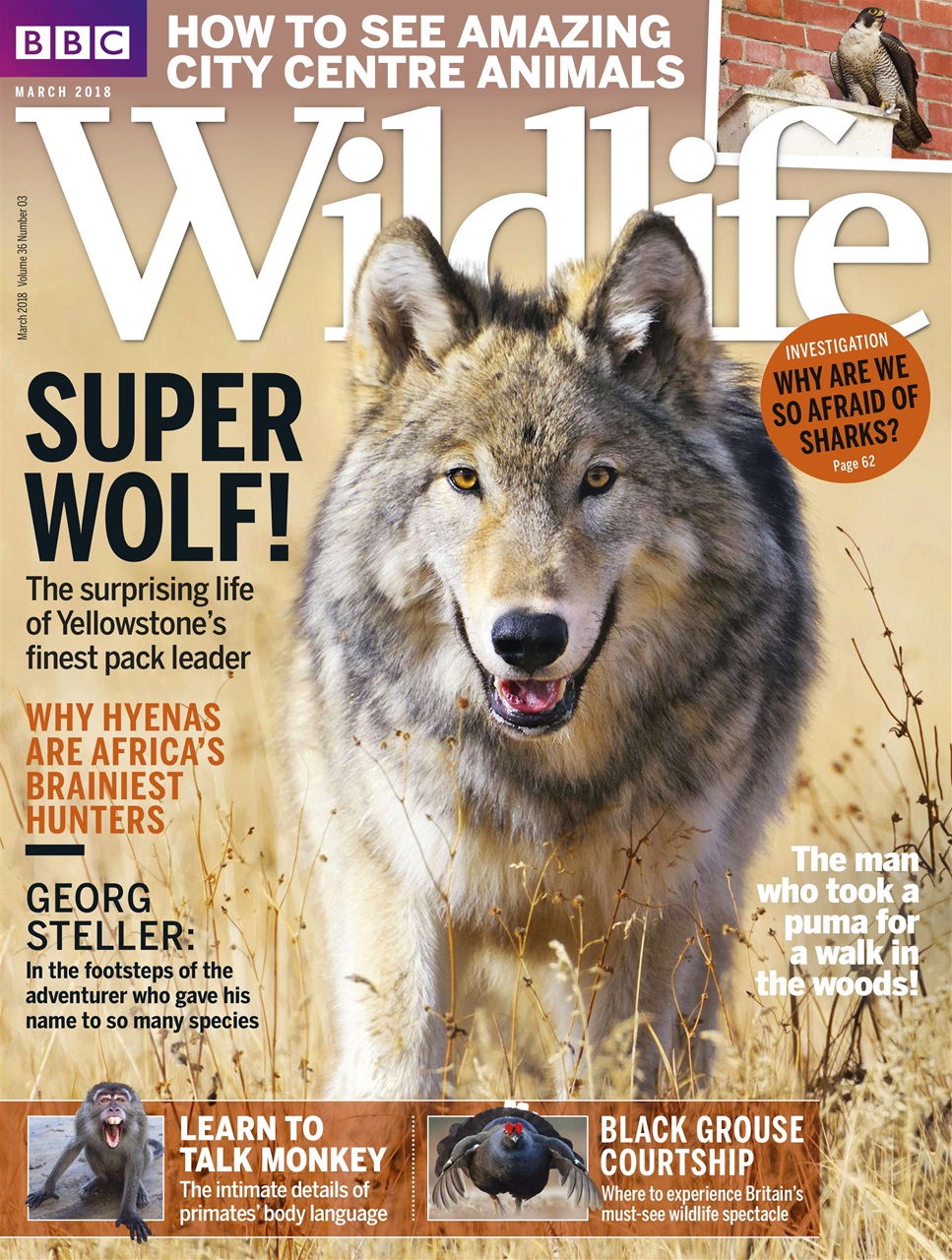 BBC Wildlife Magazine Preview Pages