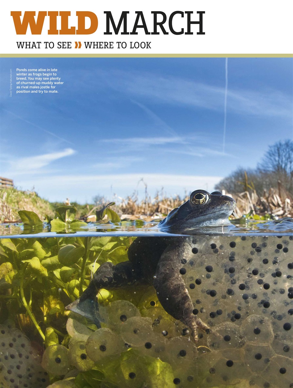 BBC Wildlife Magazine Preview Pages