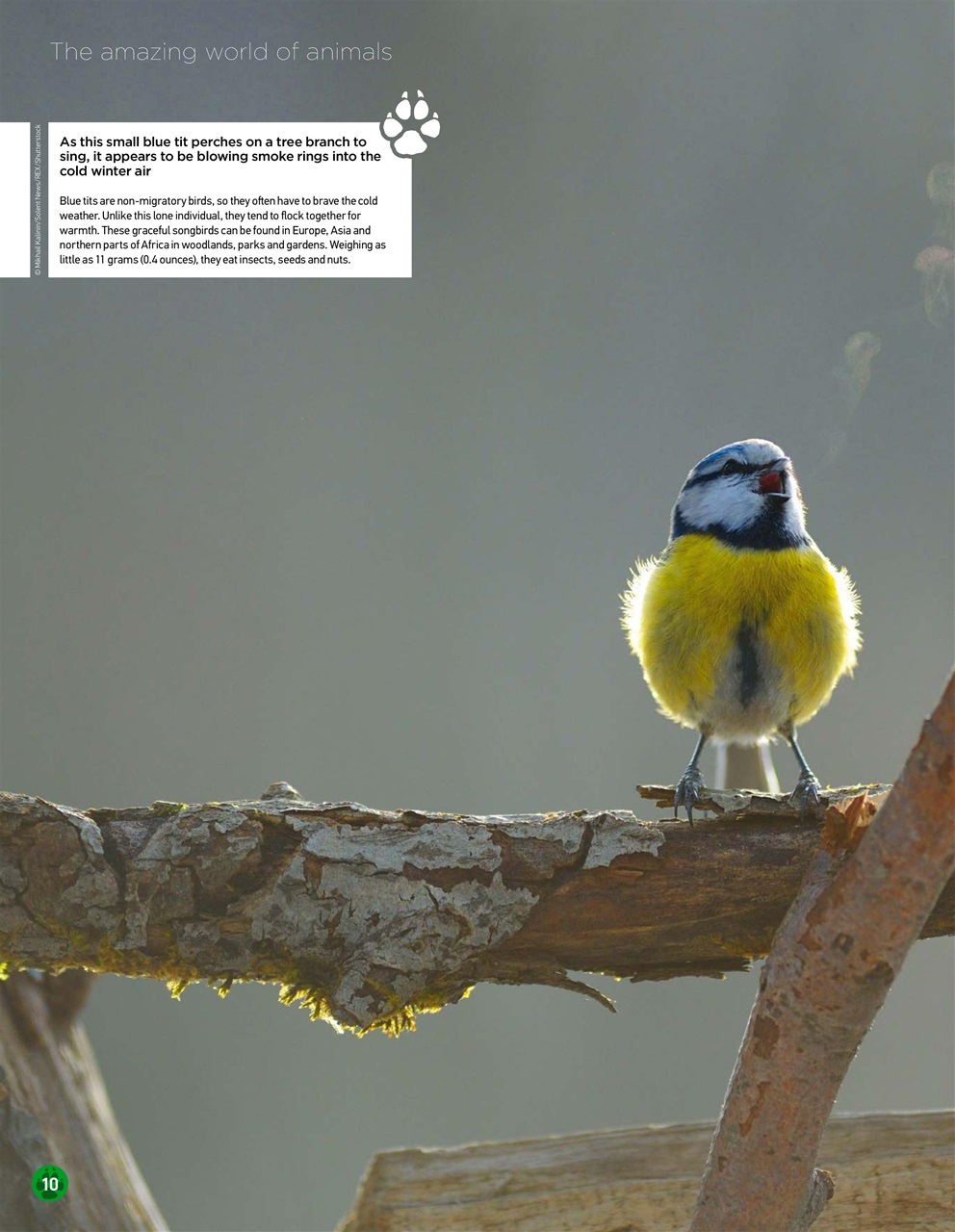 World of Animals Preview Pages