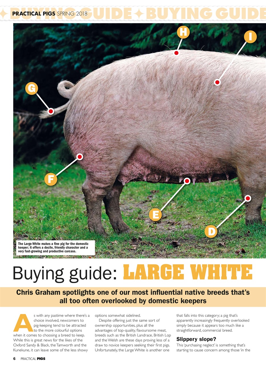 Practical Pigs Preview Pages