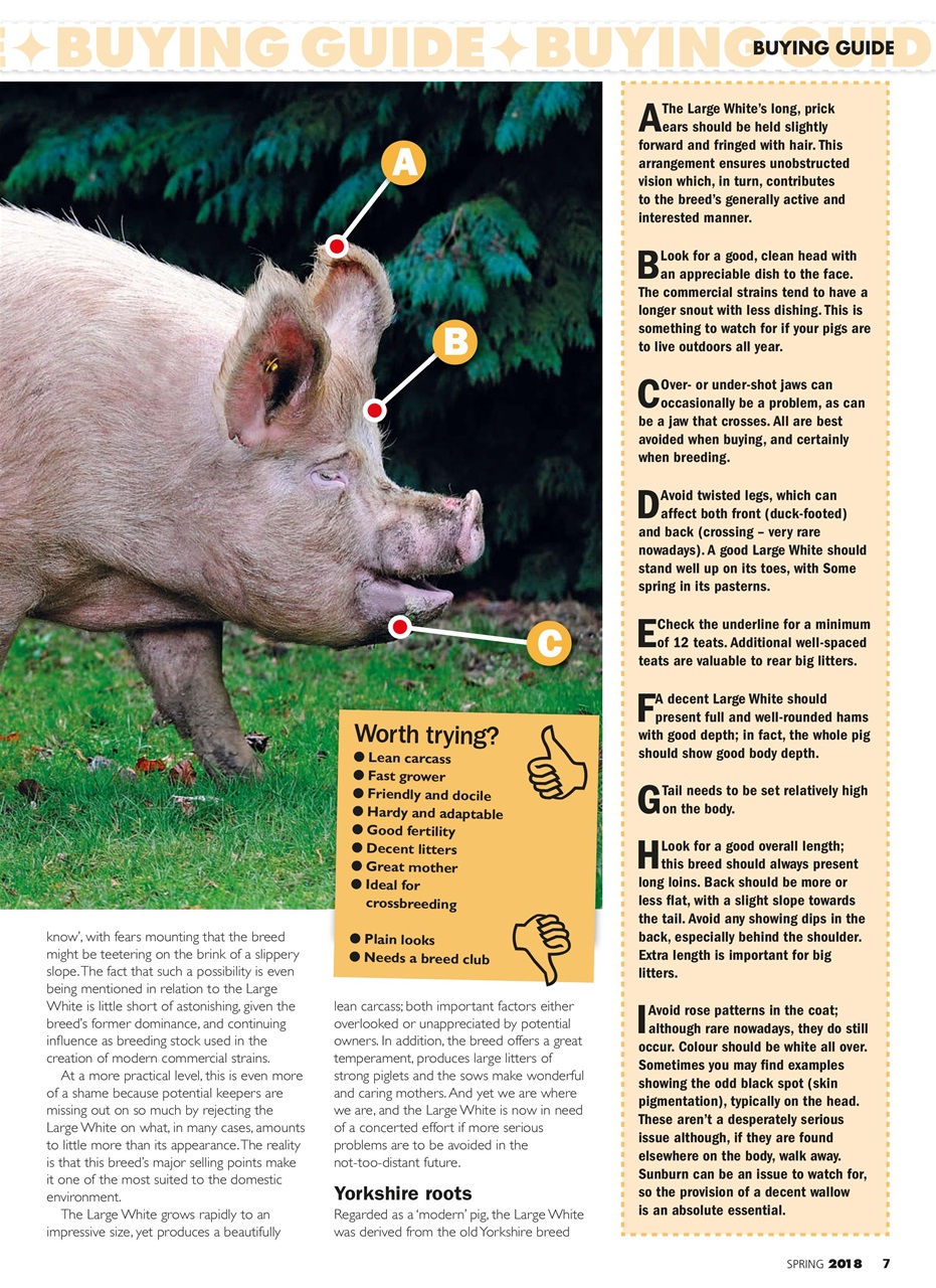 Practical Pigs Preview Pages