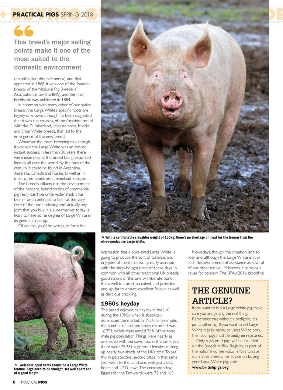 Practical Pigs Preview Pages