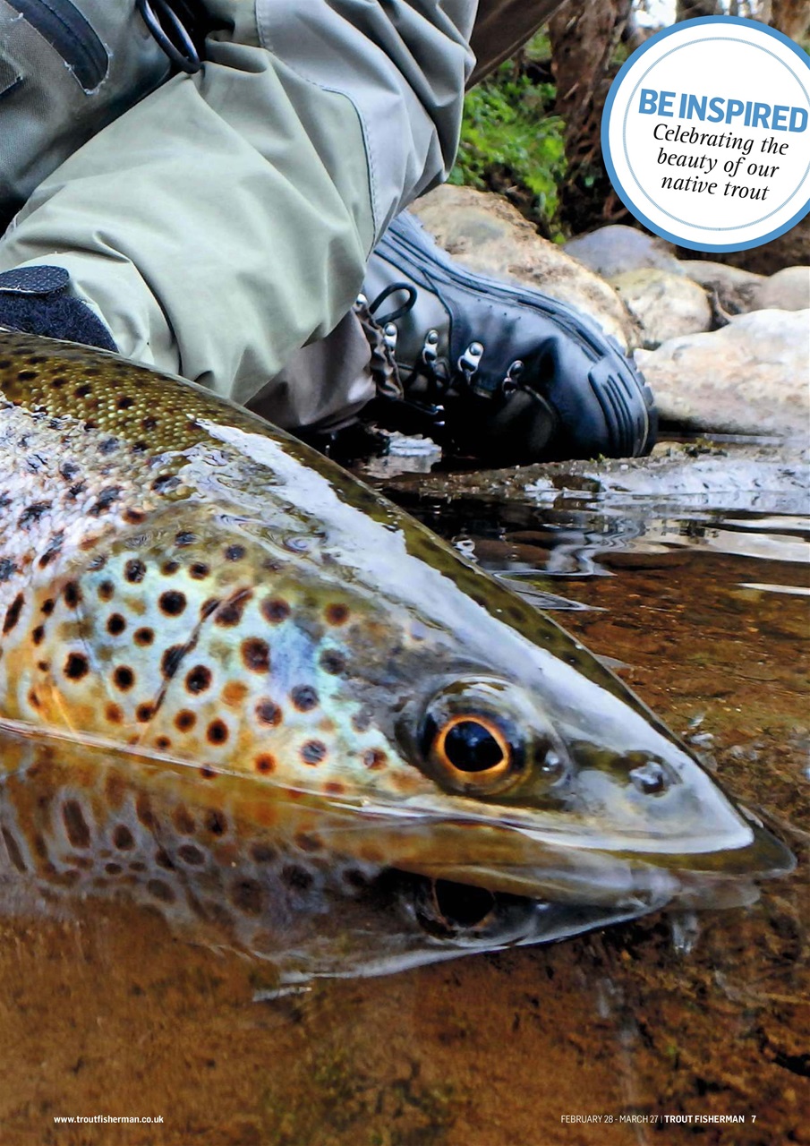 Trout Fisherman Preview Pages