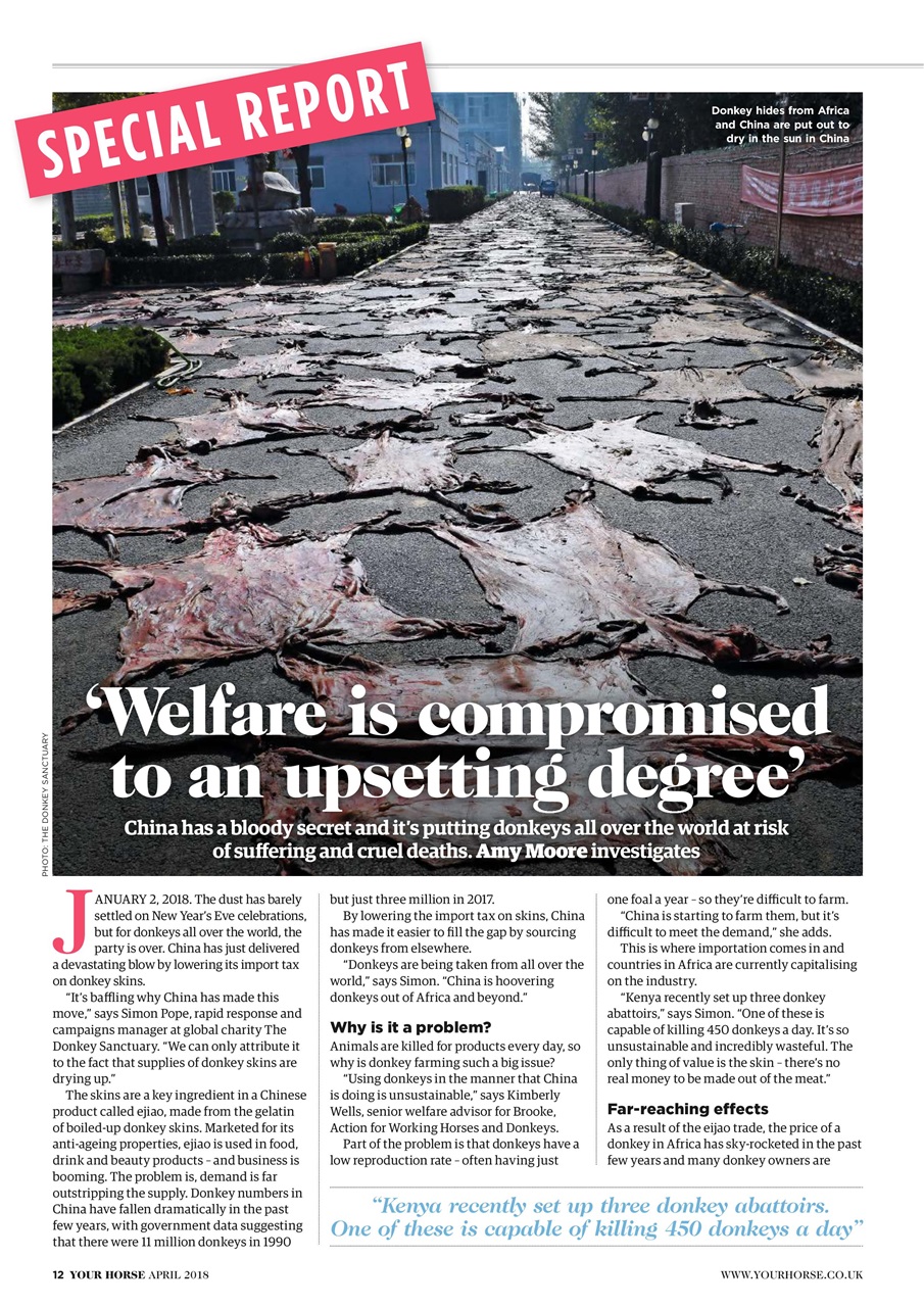 Your Horse Preview Pages