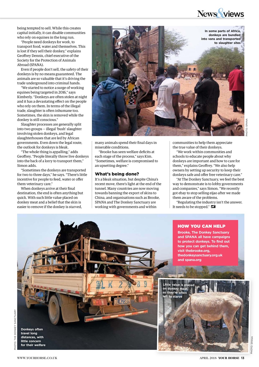 Your Horse Preview Pages