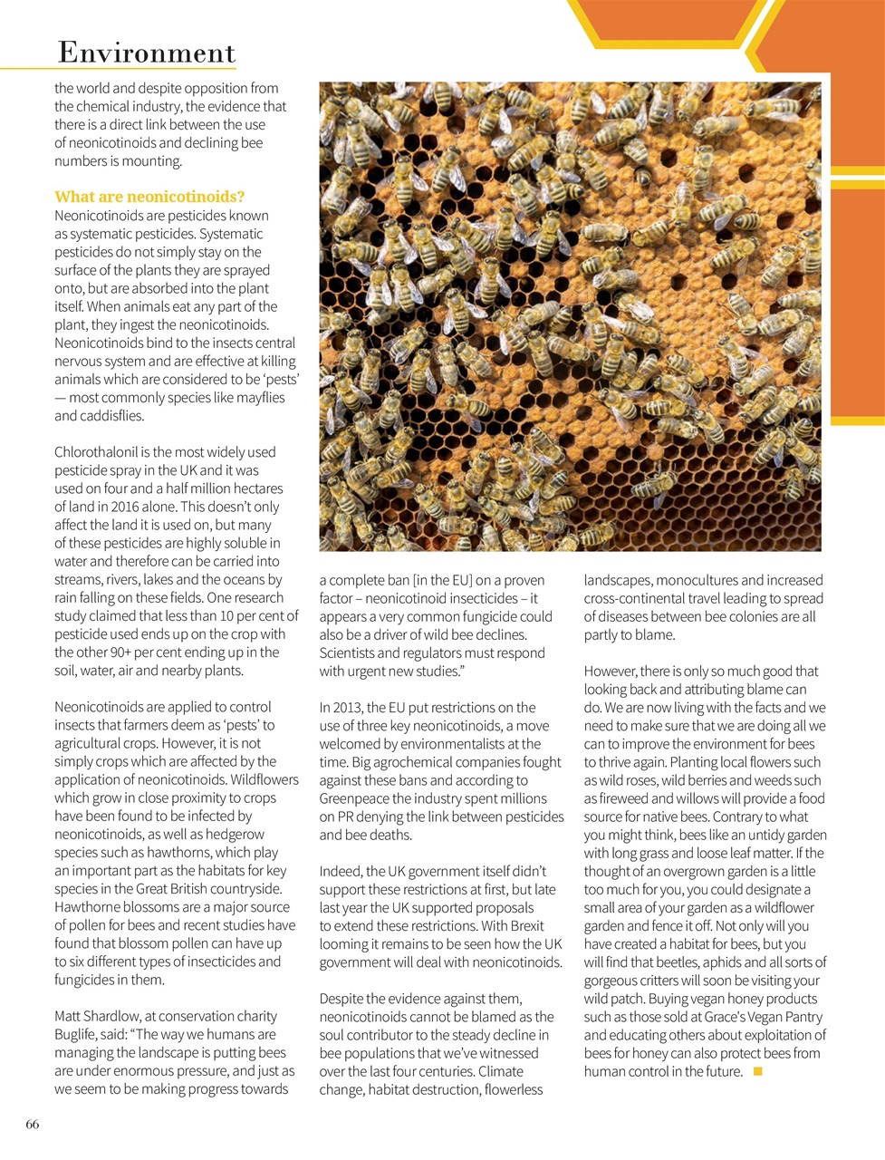 Vegan Life Preview Pages