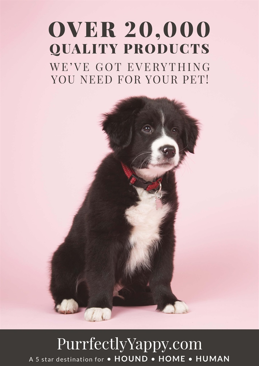 Dogs Today Magazine Preview Pages