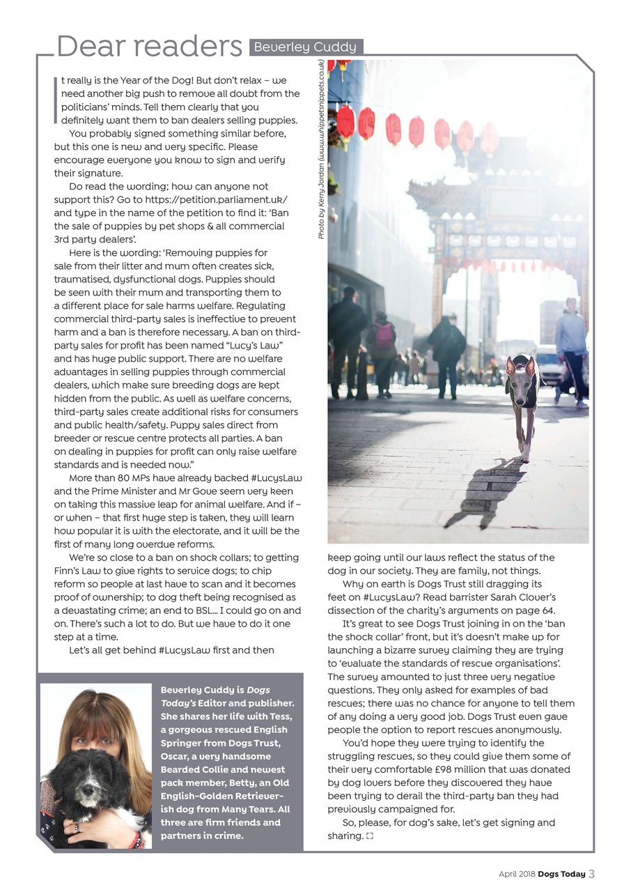 Dogs Today Magazine Preview Pages