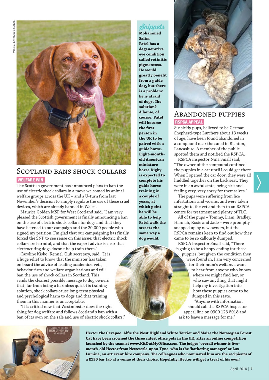 Dogs Monthly Preview Pages