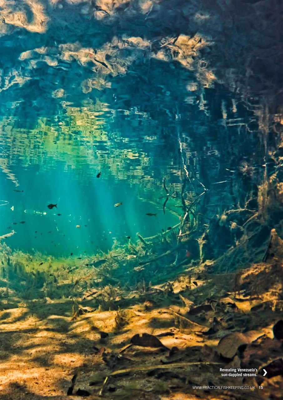 Practical Fishkeeping Preview Pages