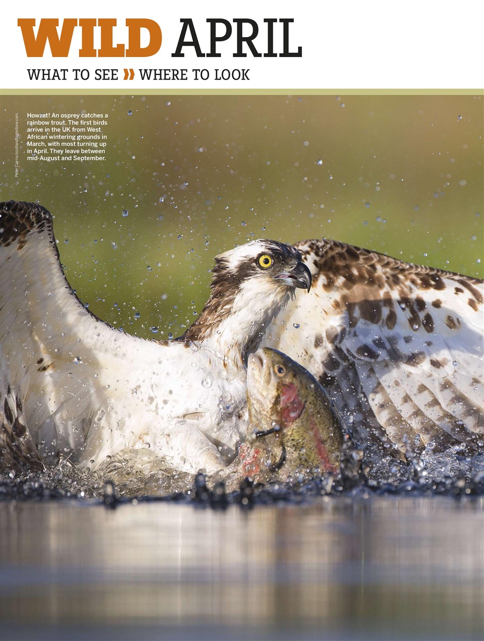 BBC Wildlife Magazine Preview Pages