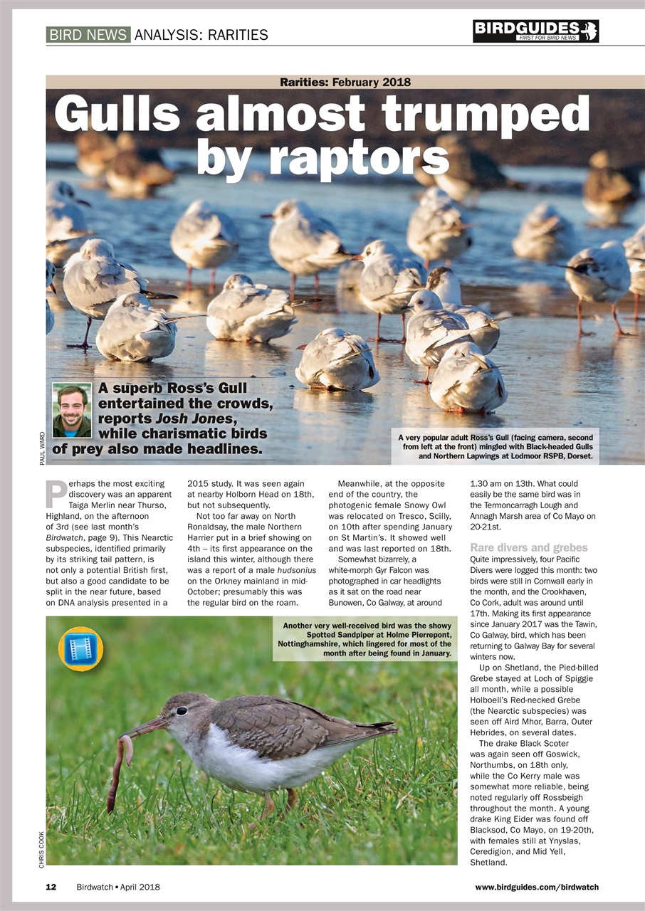 Birdwatch Magazine Preview Pages