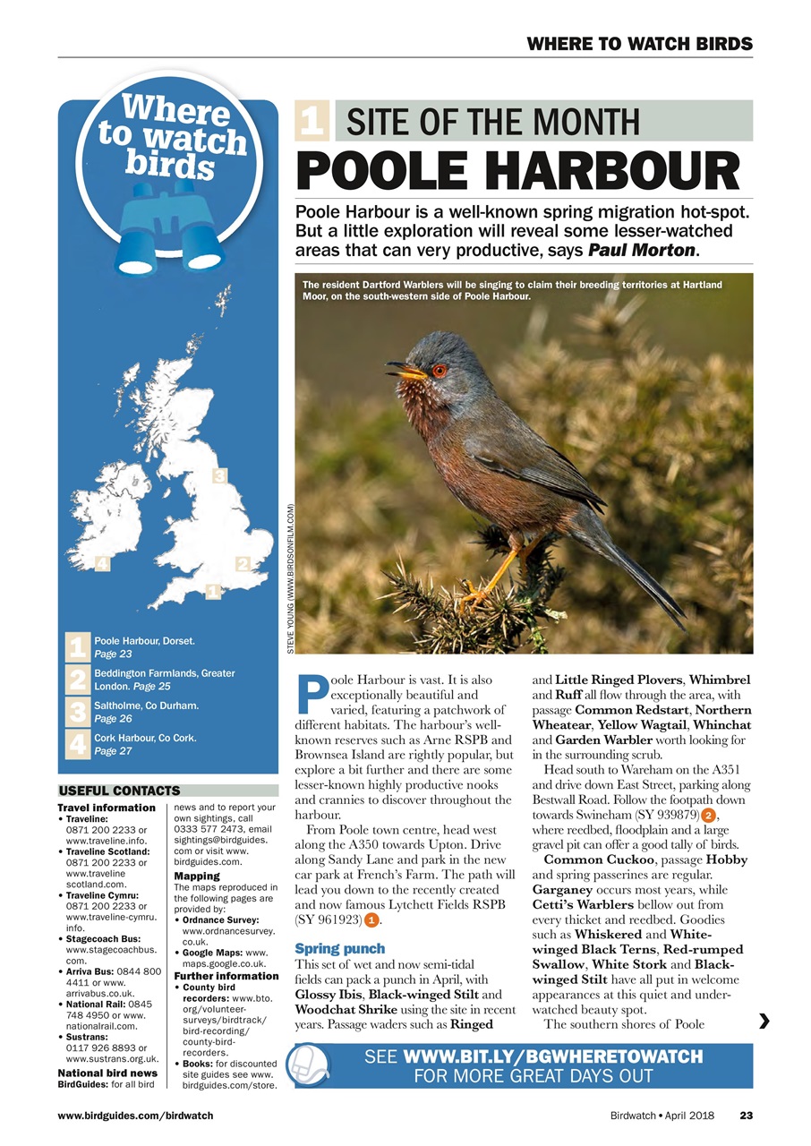 Birdwatch Magazine Preview Pages