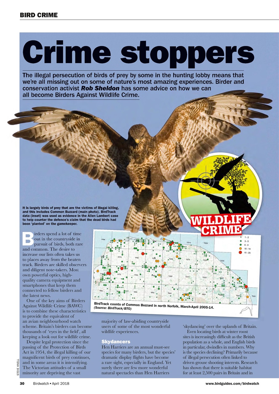 Birdwatch Magazine Preview Pages
