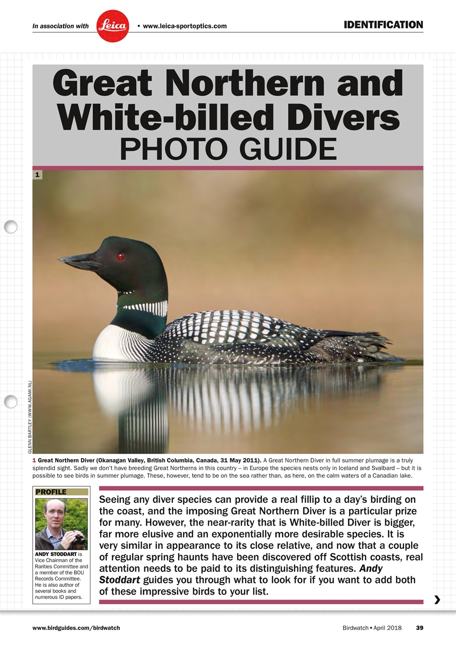 Birdwatch Magazine Preview Pages