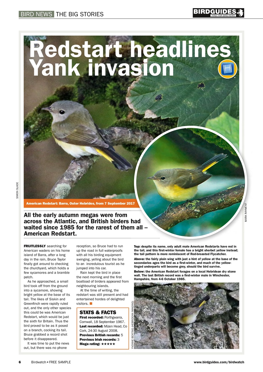 Birdwatch Magazine Preview Pages