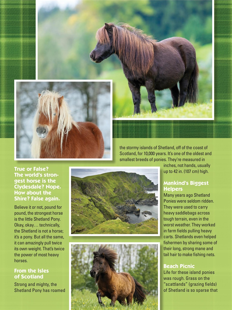 Blaze Magazine For Horse Crazy Kids Preview Pages
