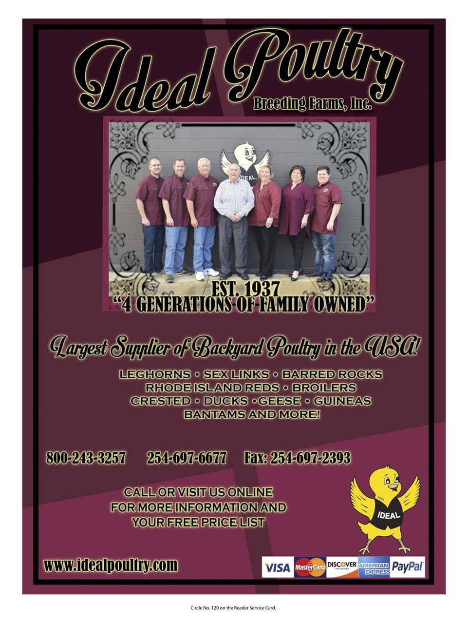 Chickens Magazine Preview Pages