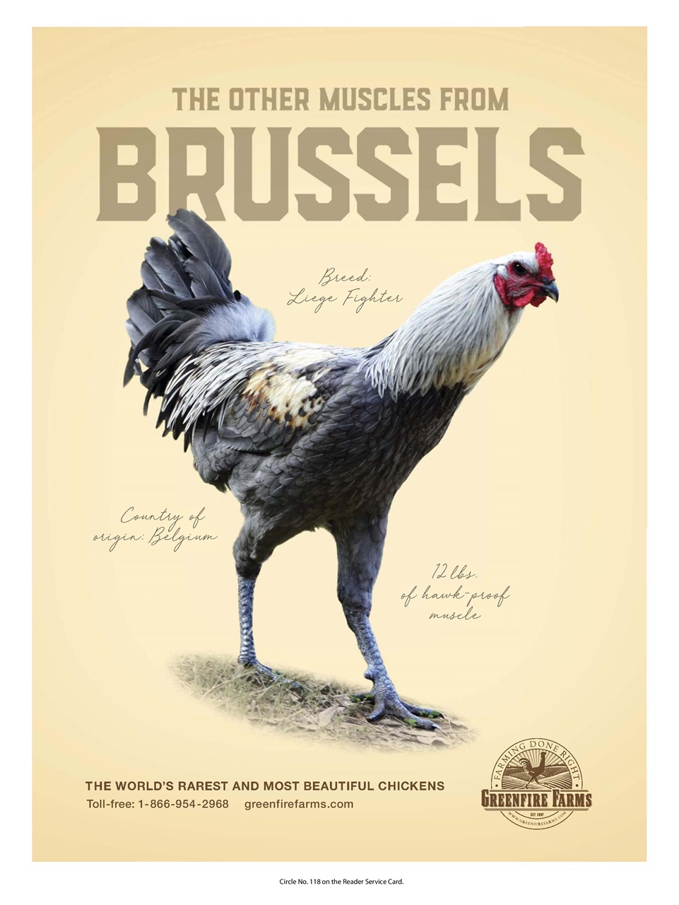 Chickens Magazine Preview Pages