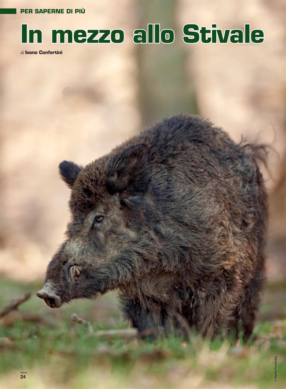 IL CINGHIALE CHE PASSIONE Preview Pages