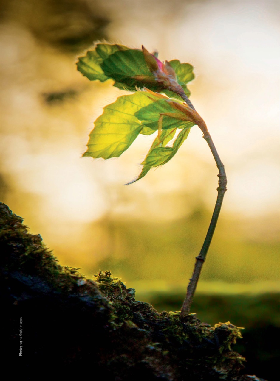 WellBeing Preview Pages