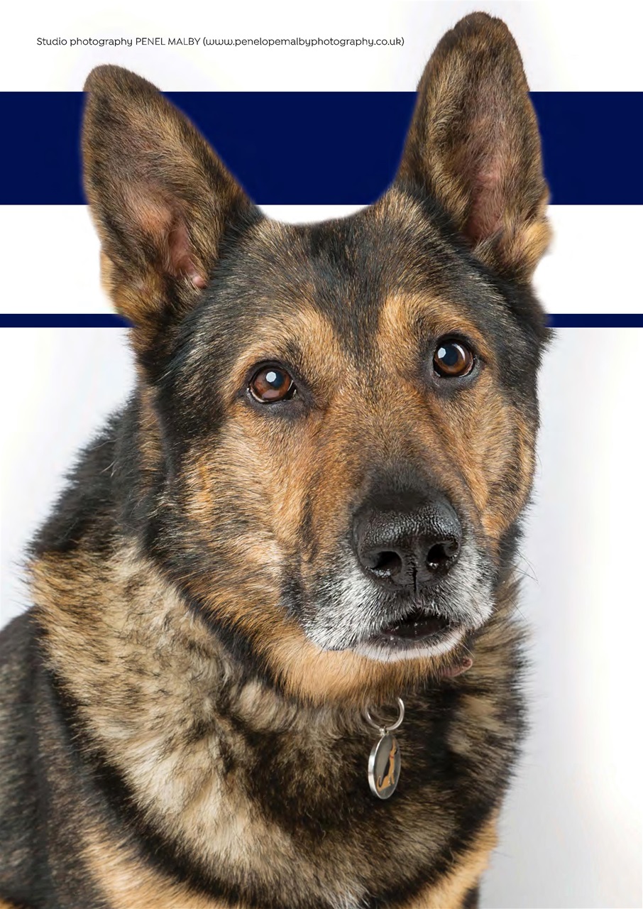 Dogs Today Magazine Preview Pages