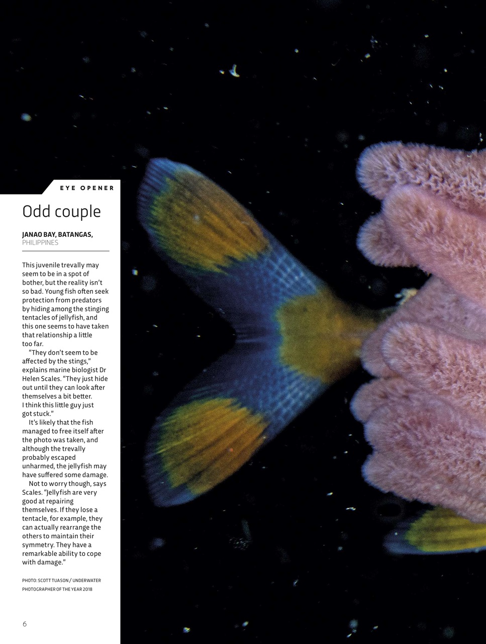 BBC Science Focus Magazine Preview Pages