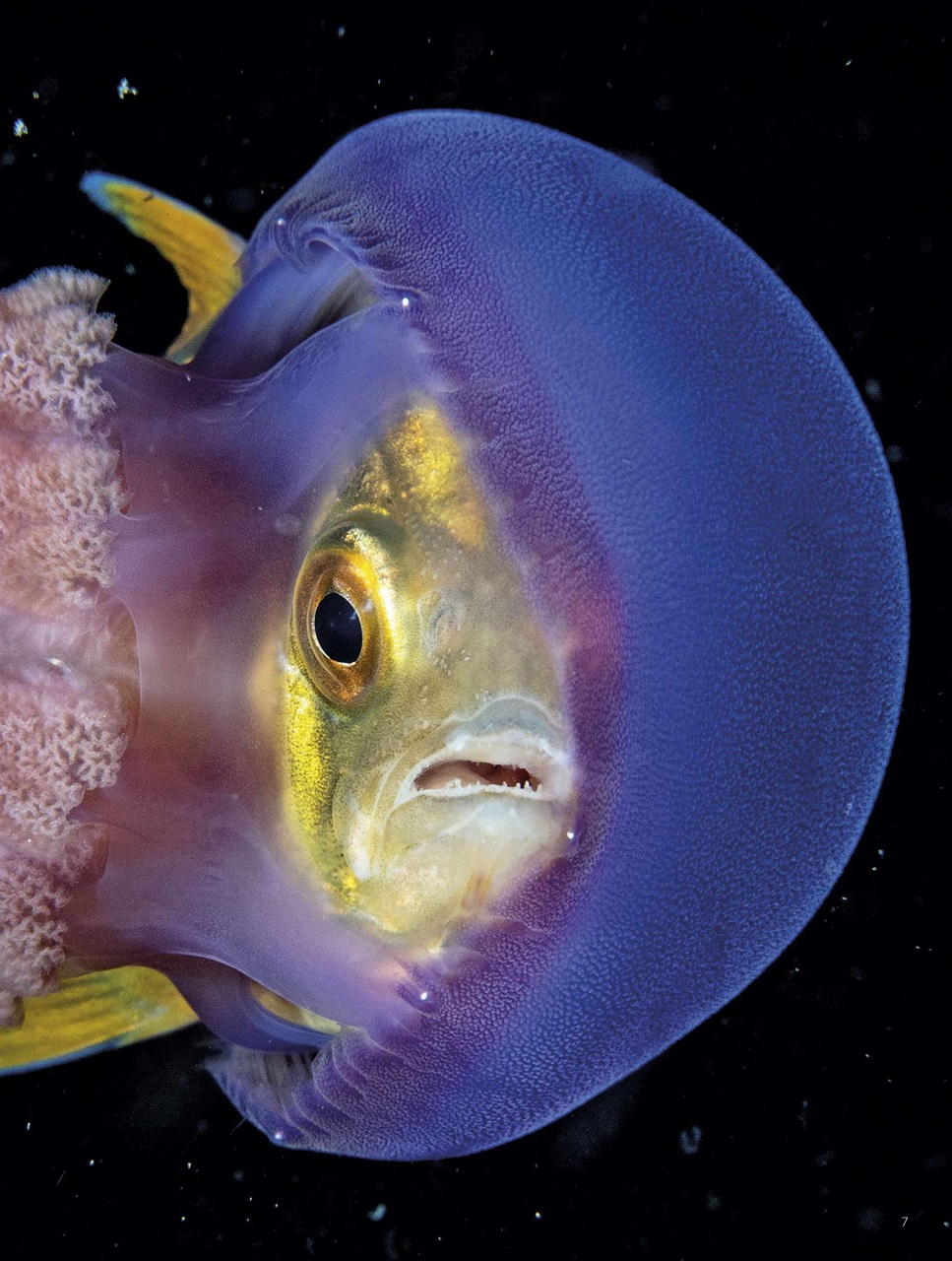 BBC Science Focus Magazine Preview Pages