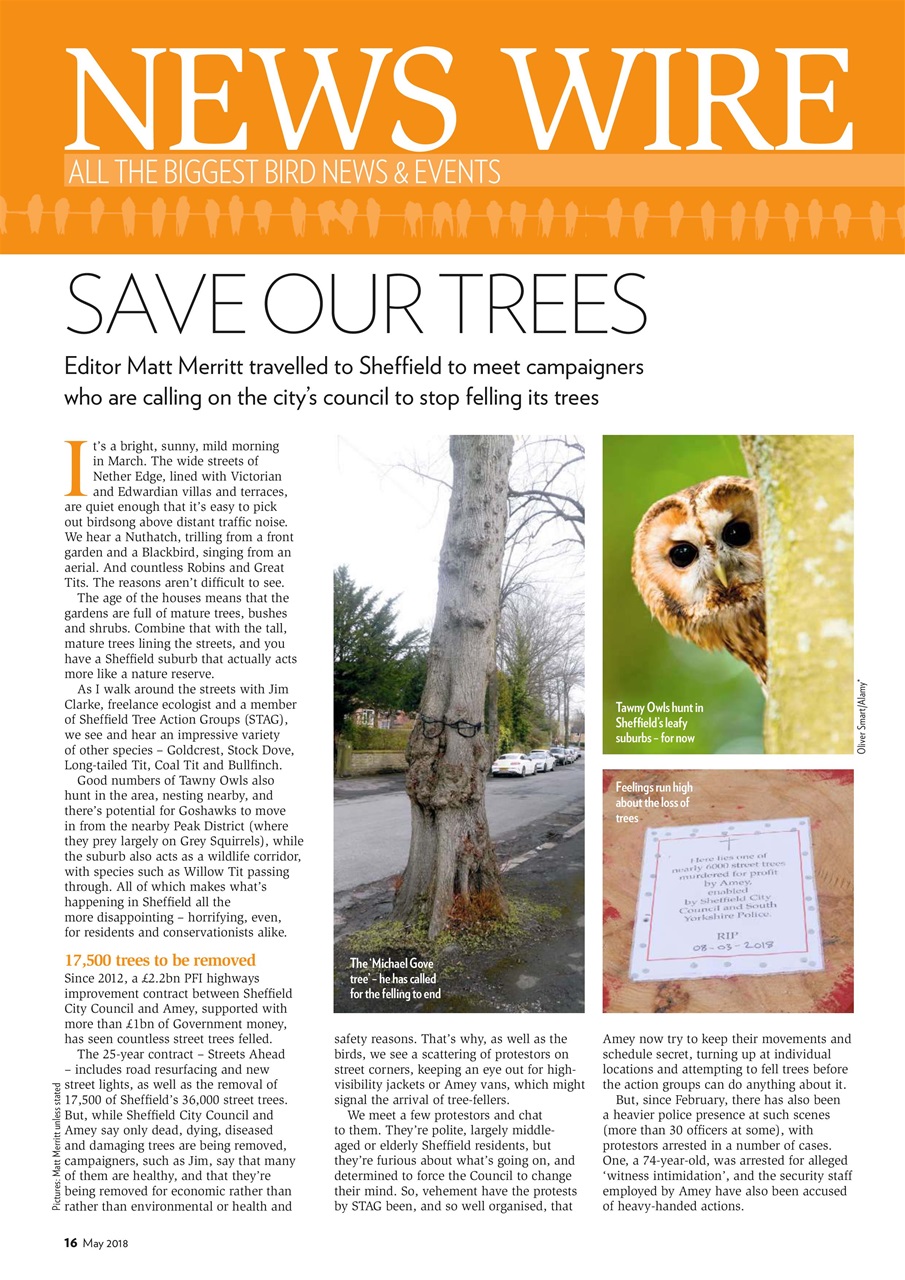 Bird Watching Preview Pages