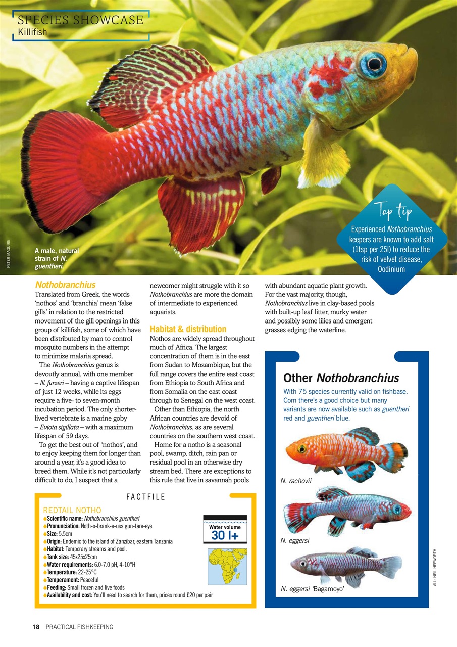 Practical Fishkeeping Preview Pages