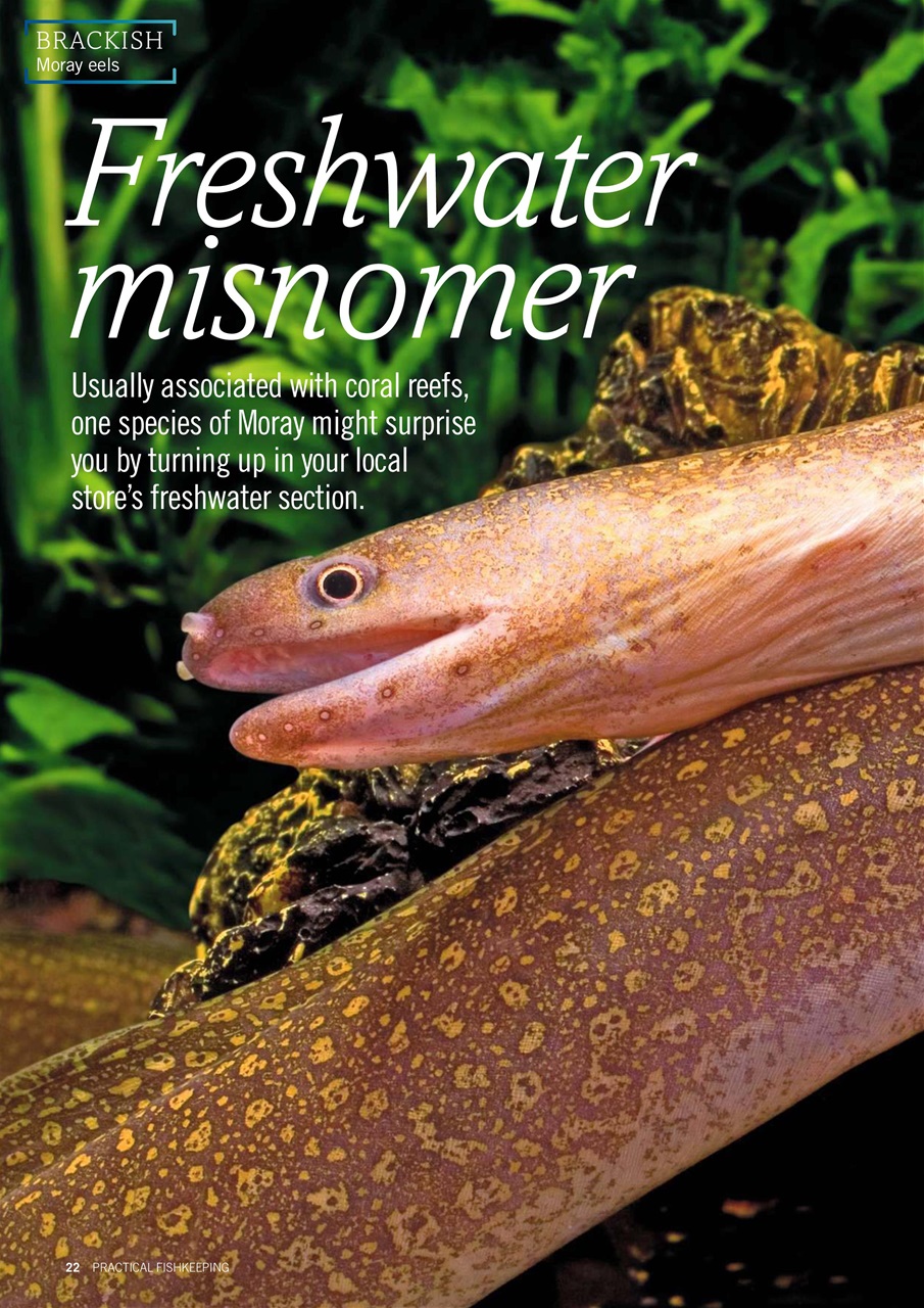 Practical Fishkeeping Preview Pages