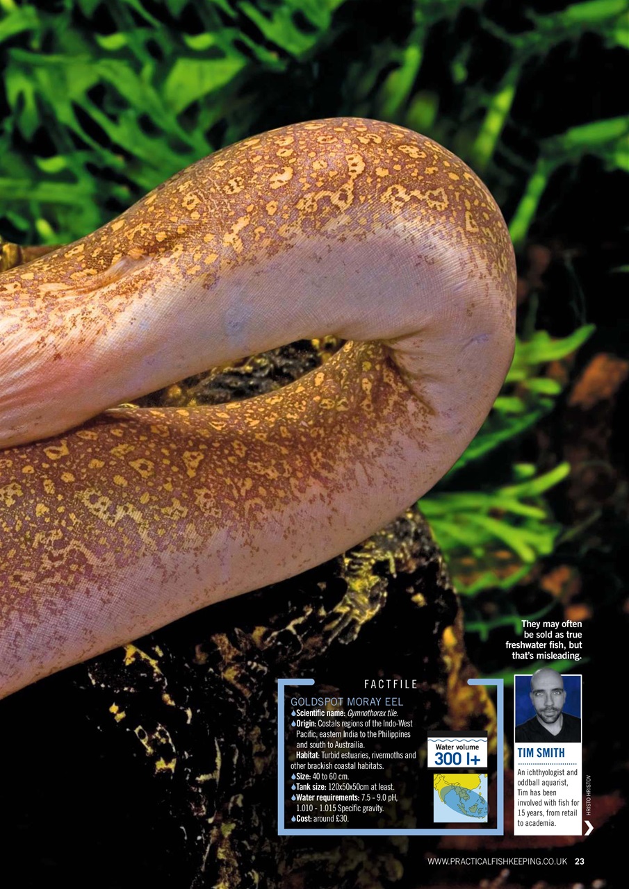 Practical Fishkeeping Preview Pages