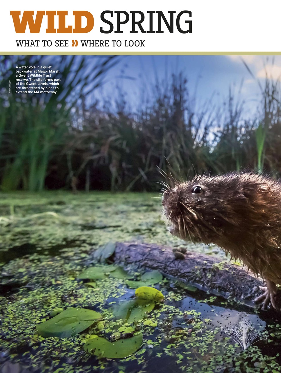 BBC Wildlife Magazine Preview Pages