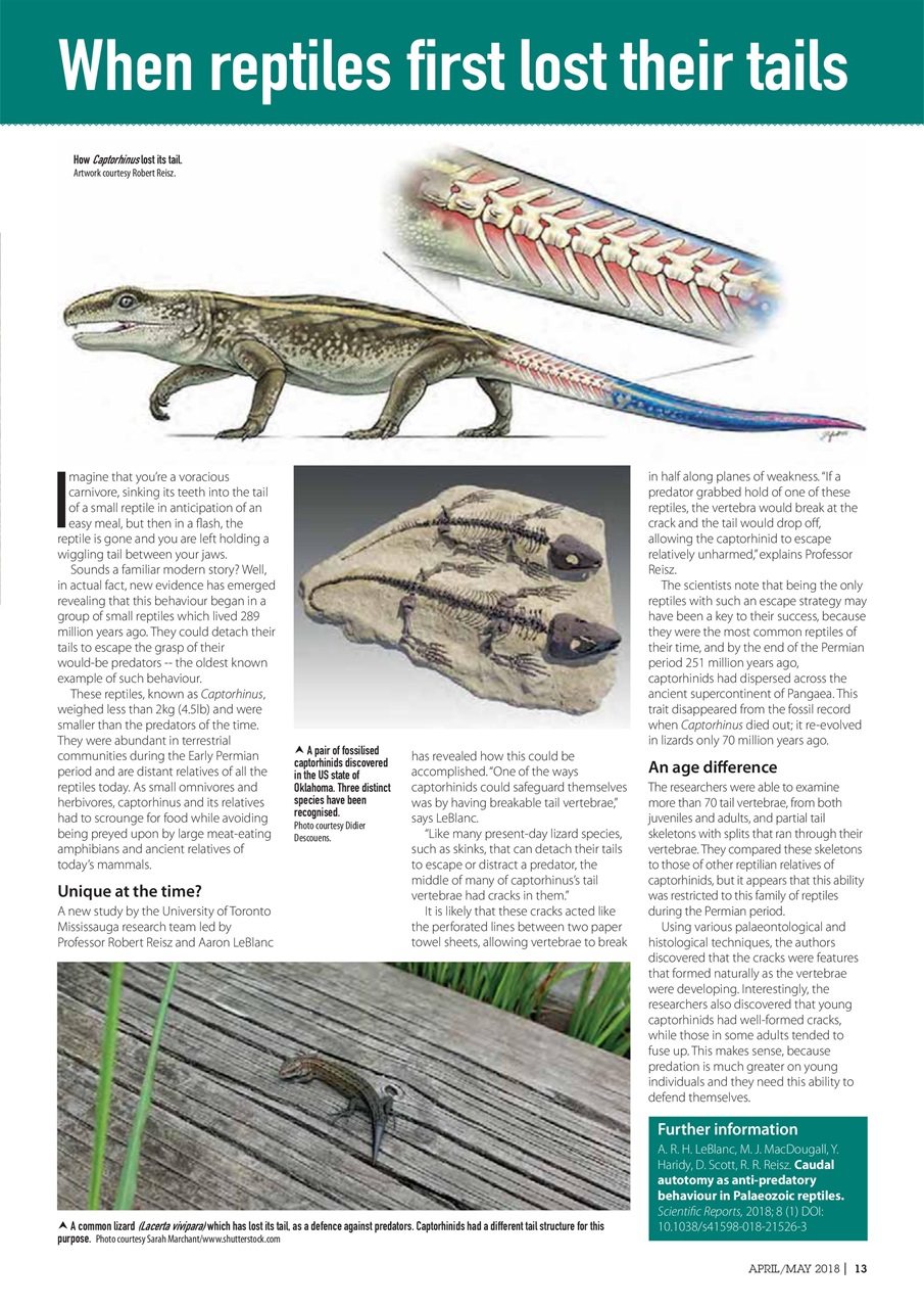 Practical Reptile Keeping Preview Pages