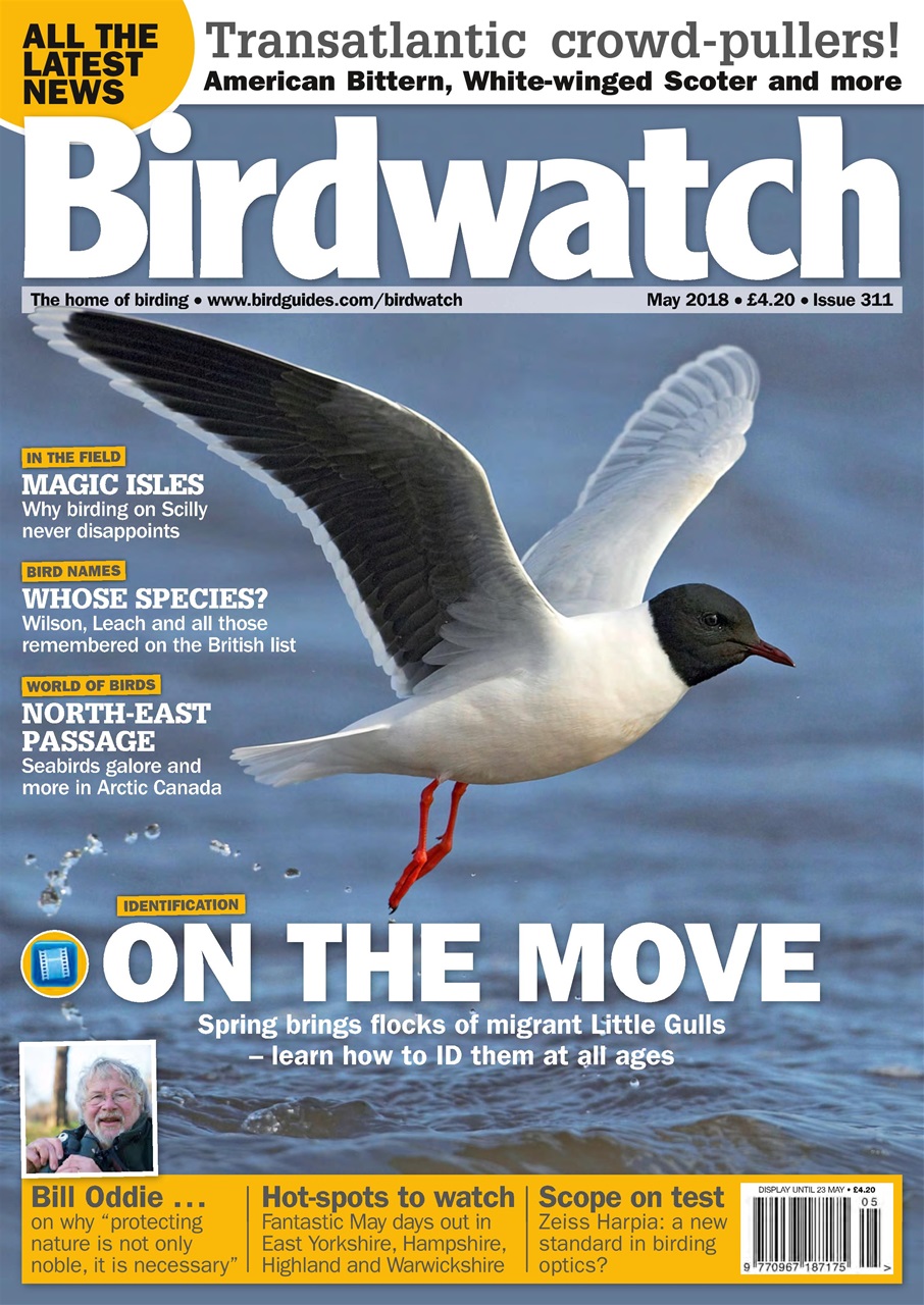 Birdwatch Magazine Preview Pages