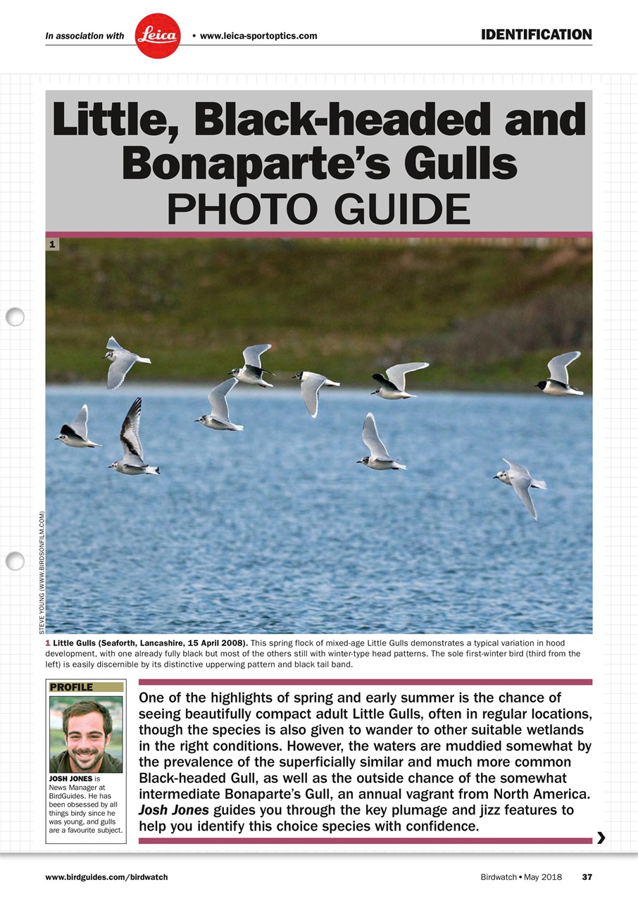 Birdwatch Magazine Preview Pages