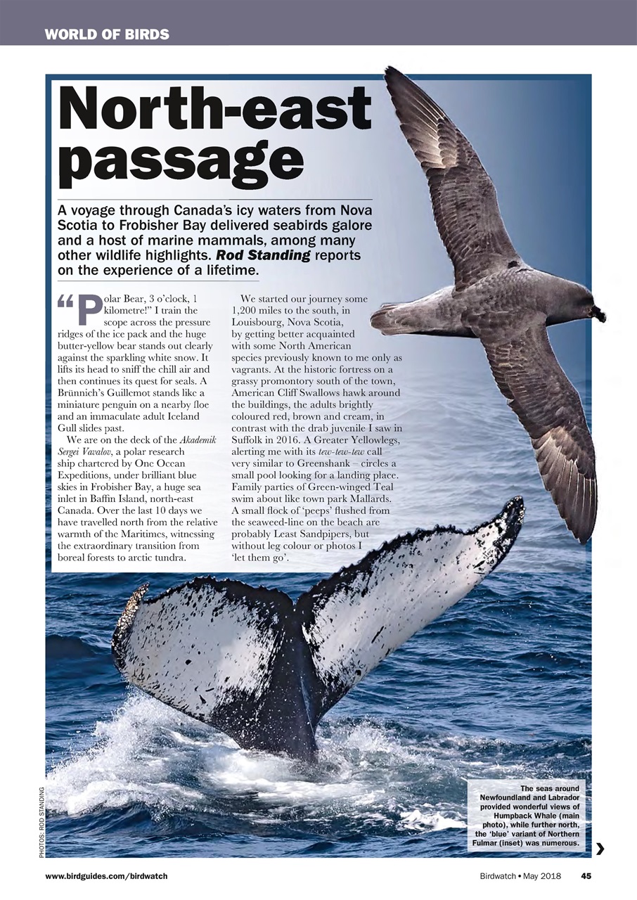 Birdwatch Magazine Preview Pages
