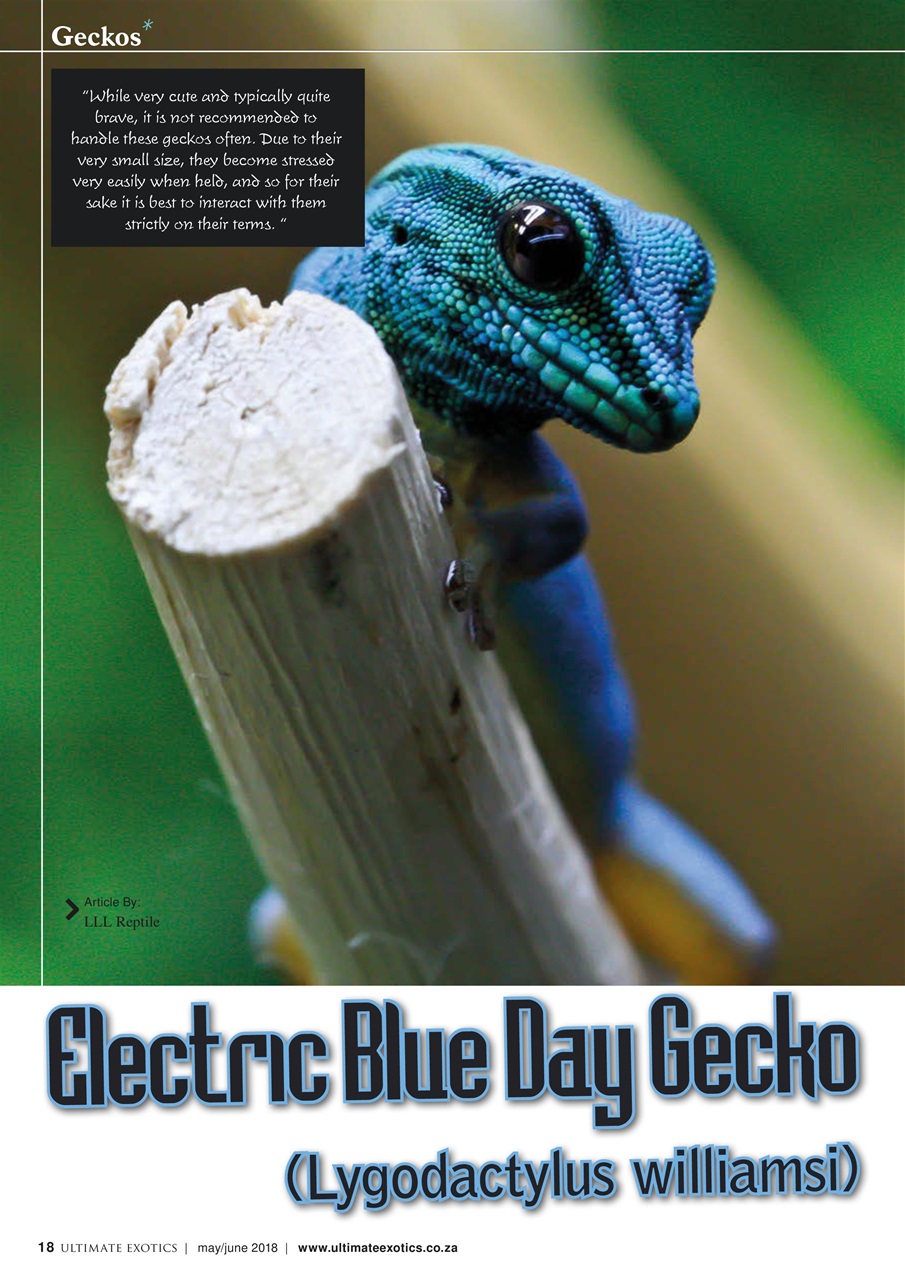 Ultimate Exotics Preview Pages