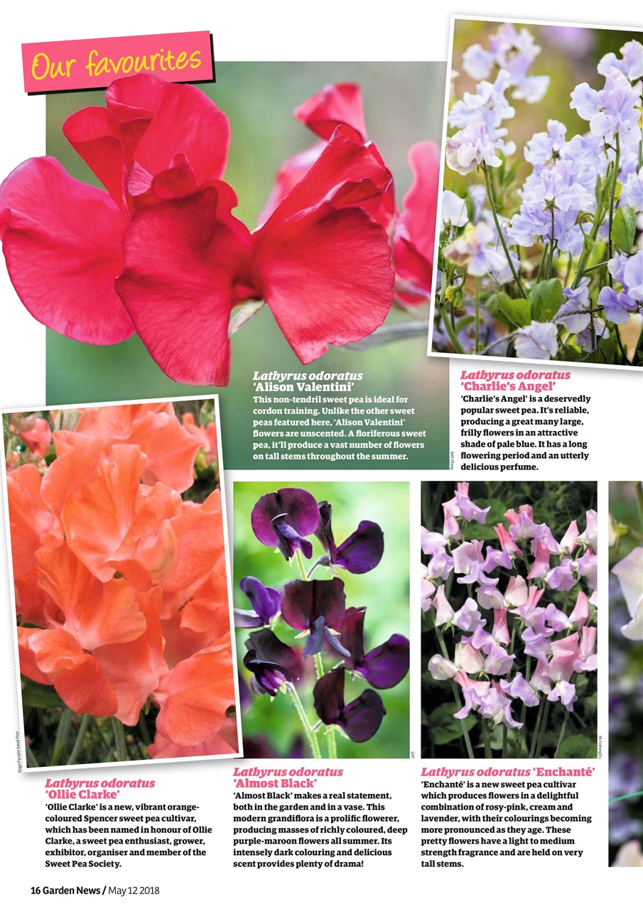 Garden News Preview Pages