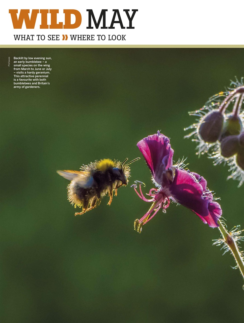 BBC Wildlife Magazine Preview Pages