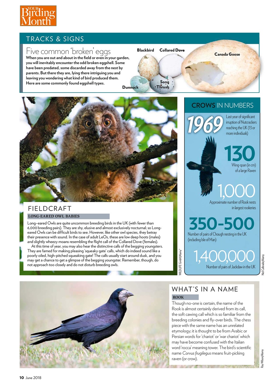 Bird Watching Preview Pages