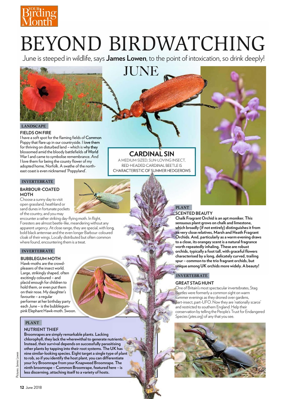 Bird Watching Preview Pages