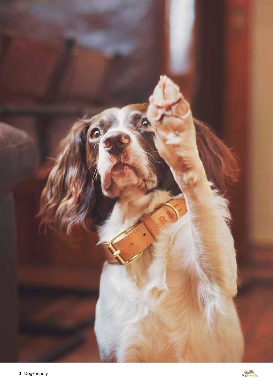 Dog Friendly Preview Pages