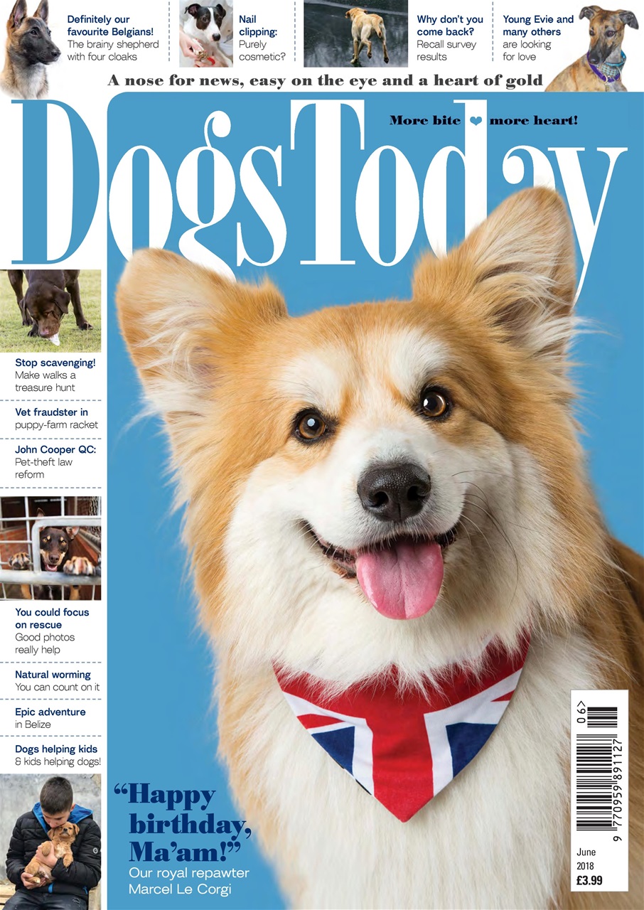 Dogs Today Magazine Preview Pages