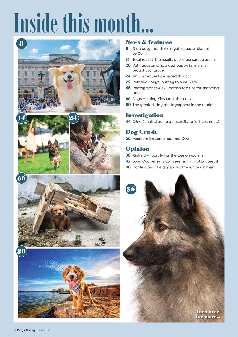 Dogs Today Magazine Preview Pages