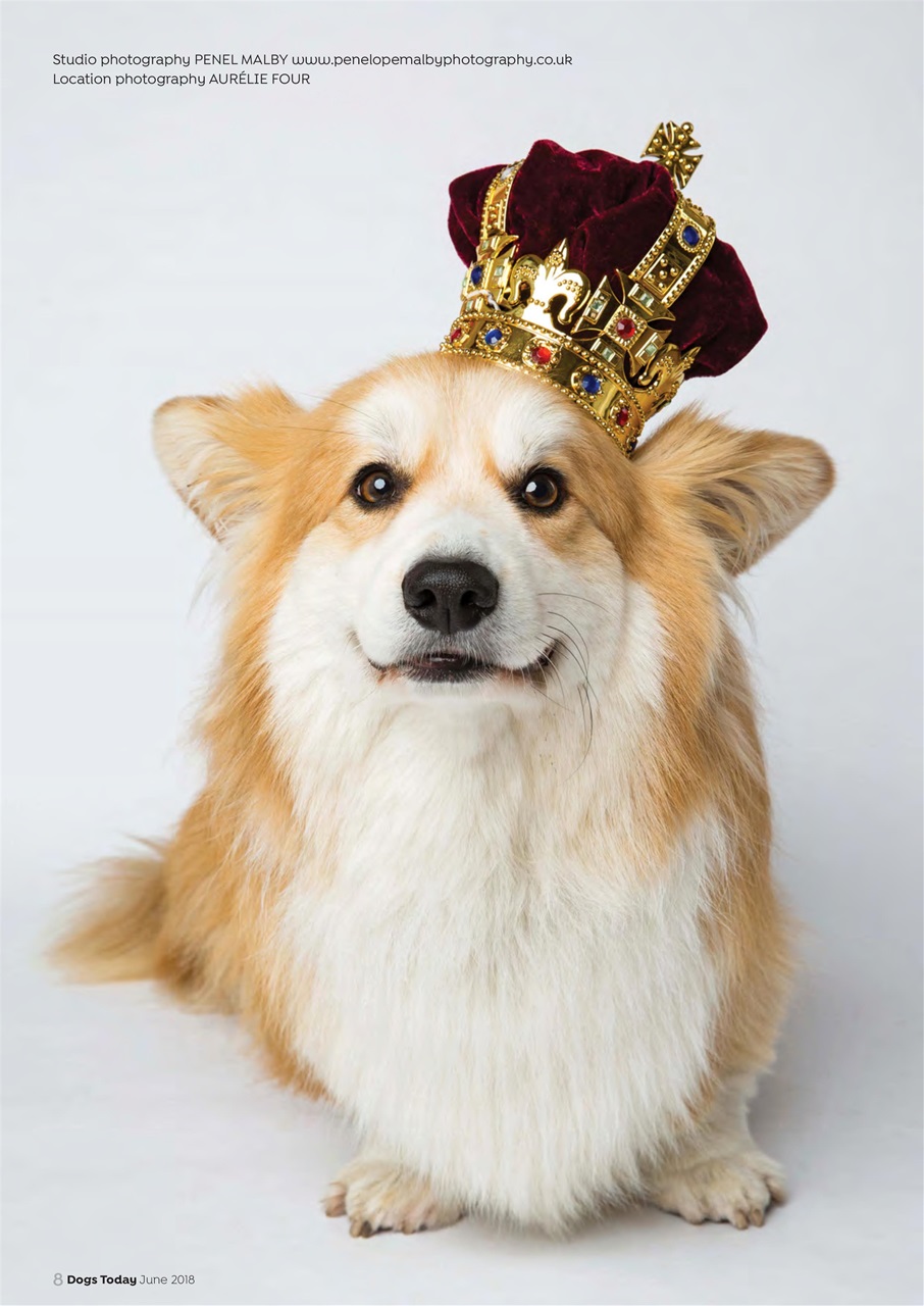 Dogs Today Magazine Preview Pages