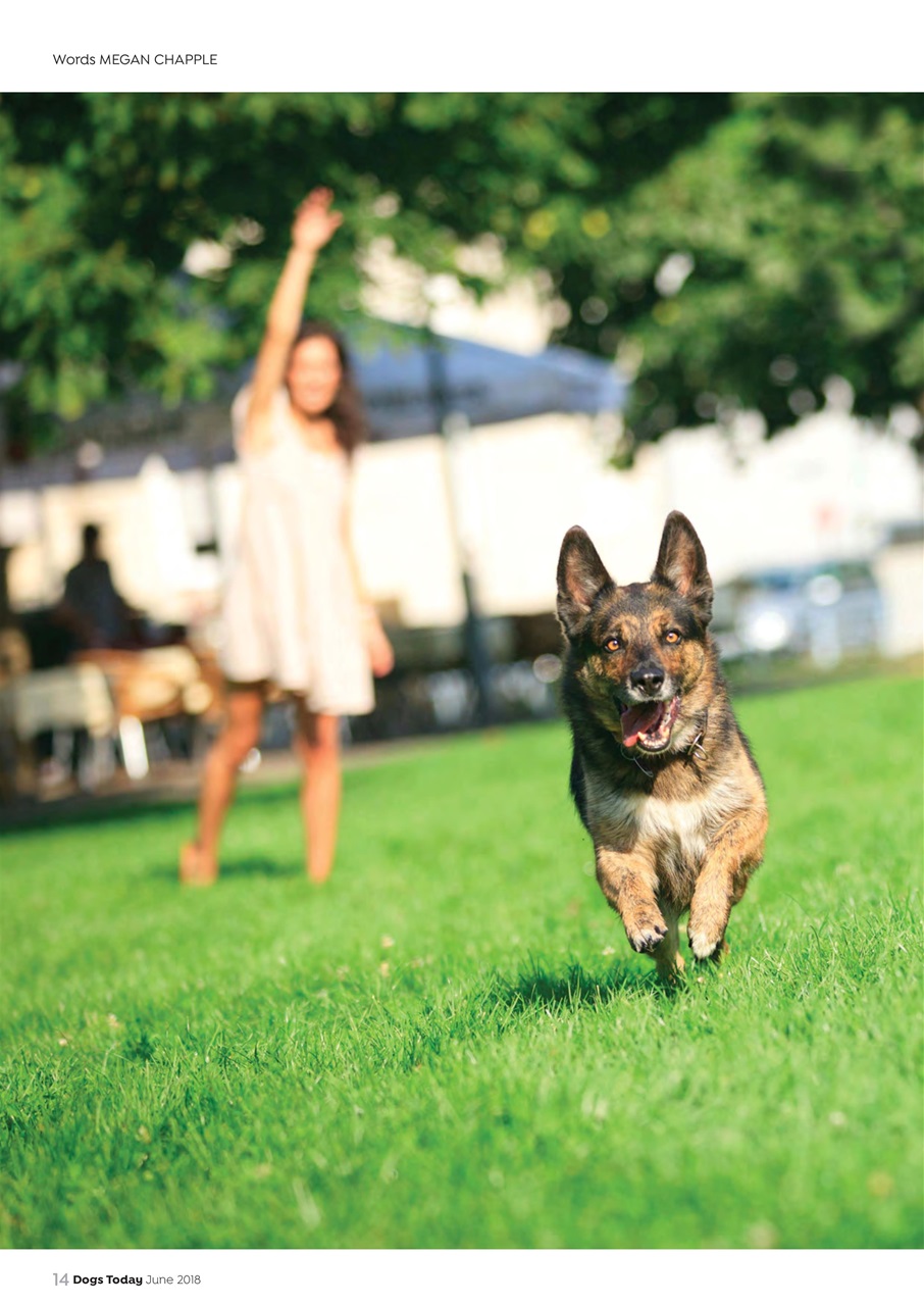 Dogs Today Magazine Preview Pages