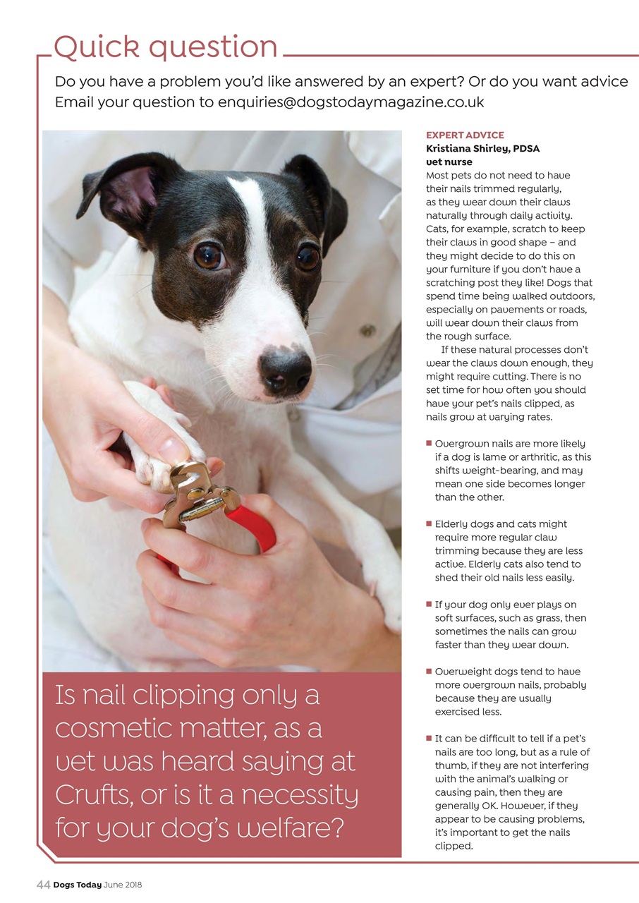 Dogs Today Magazine Preview Pages