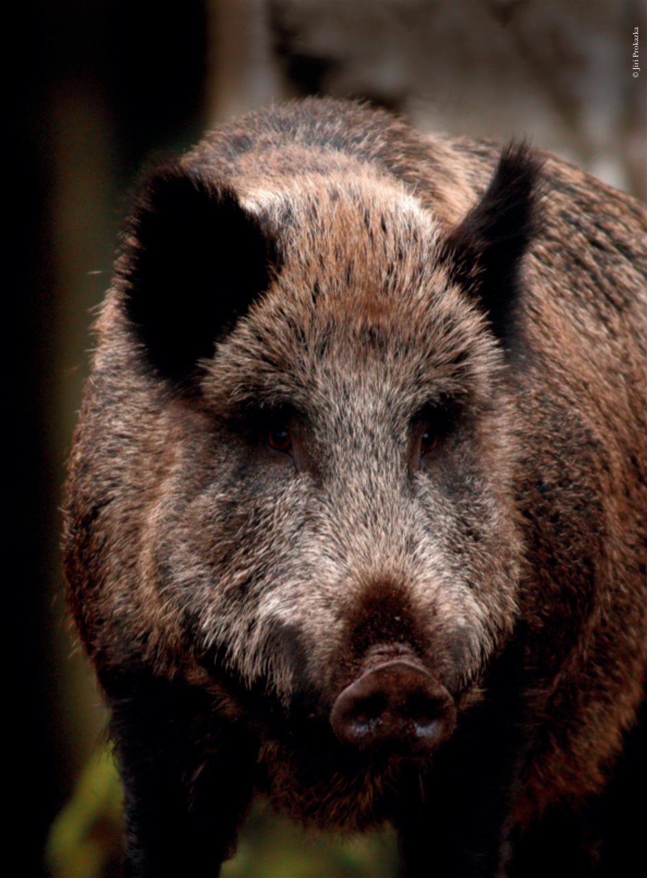 Caccia Magazine Preview Pages